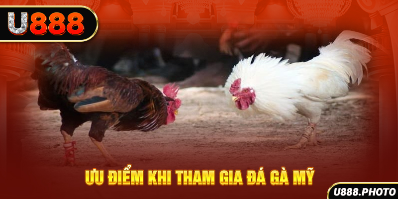 Ưu điểm khi tham gia đá gà Mỹ